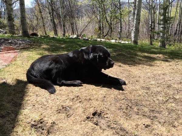 Hayvanlar insan gibi davranırsa 27