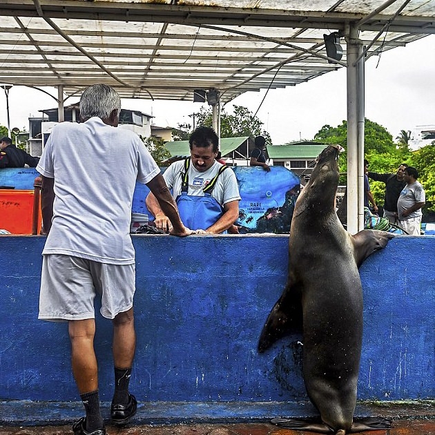 Hayvanlar insan gibi davranırsa 28