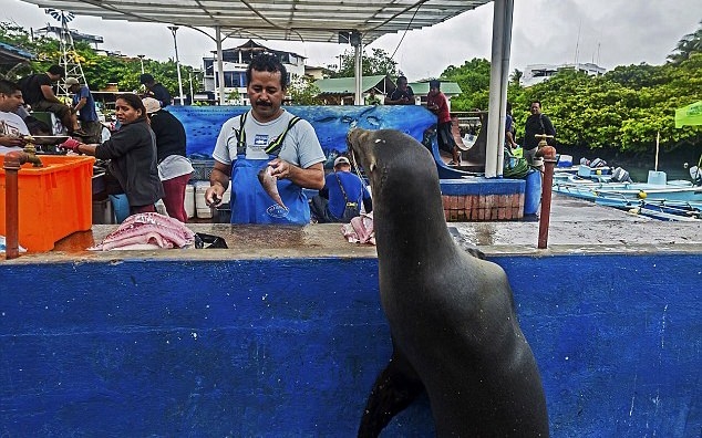 Hayvanlar insan gibi davranırsa 30