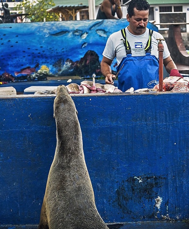 Hayvanlar insan gibi davranırsa 32