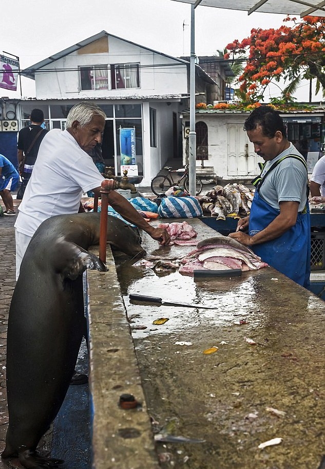 Hayvanlar insan gibi davranırsa 33