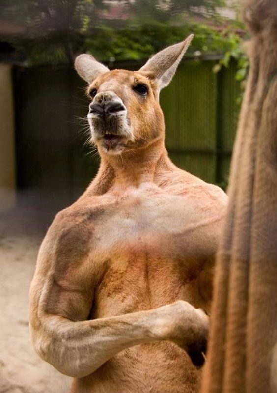 Hayvanlar insan gibi davranırsa 37