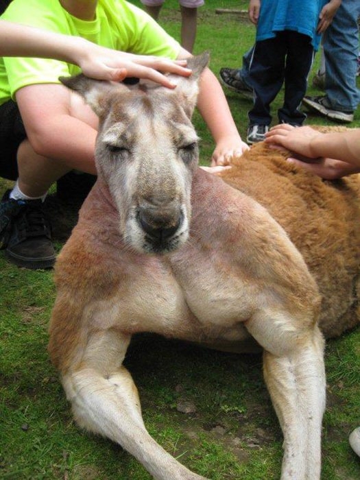 Hayvanlar insan gibi davranırsa 39