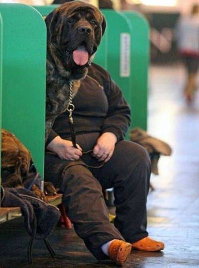 Hayvanlar insan gibi davranırsa 53