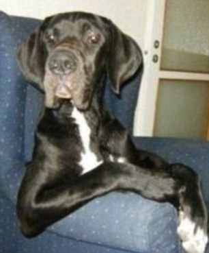 Hayvanlar insan gibi davranırsa 54