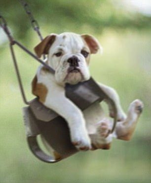 Hayvanlar insan gibi davranırsa 55