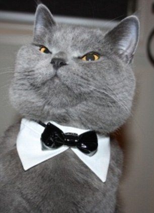 Hayvanlar insan gibi davranırsa 58