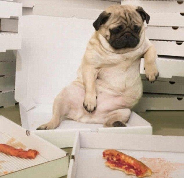 Hayvanlar insan gibi davranırsa 59