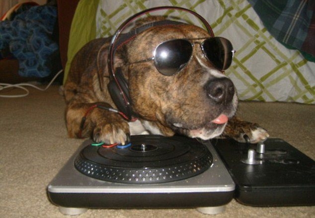 Hayvanlar insan gibi davranırsa 60