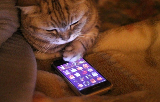 Hayvanlar insan gibi davranırsa 61