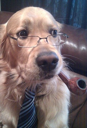 Hayvanlar insan gibi davranırsa 62