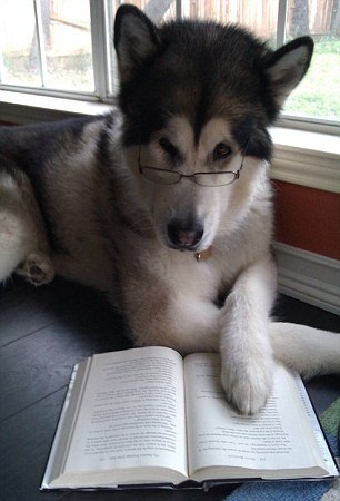 Hayvanlar insan gibi davranırsa 63