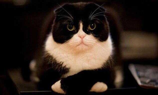 Hayvanlar insan gibi davranırsa 64