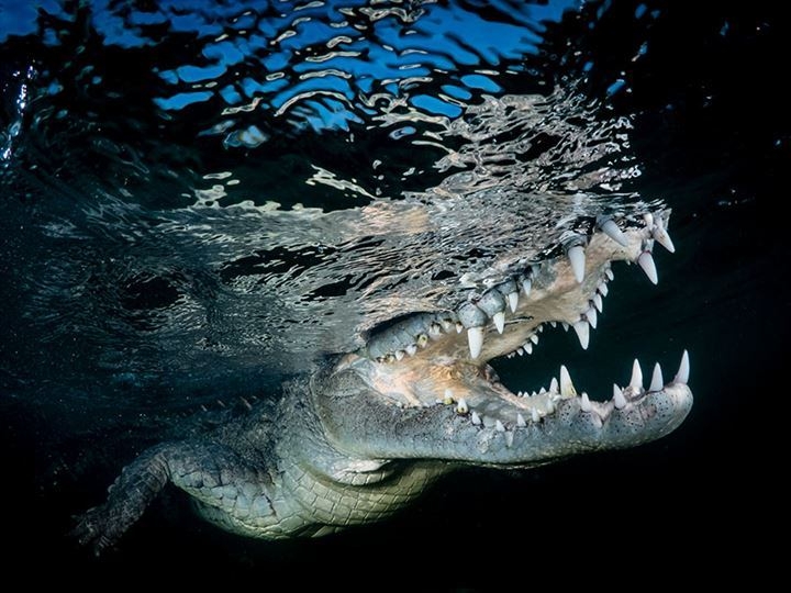 2018 Dünya Fotoğraf Yarışması'nın kazananları 5