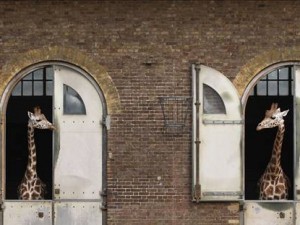 Hayvanlar aleminden ilginç kareler