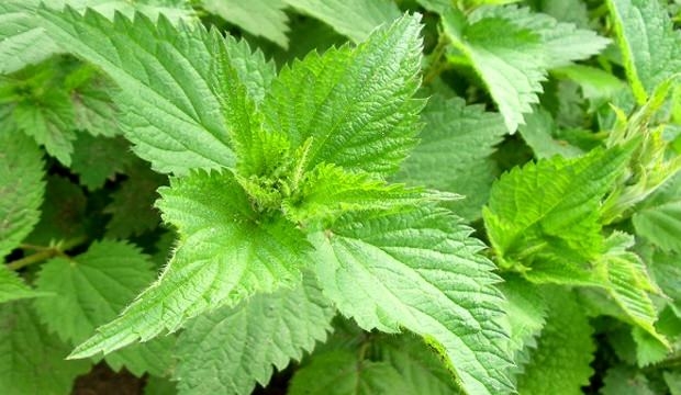 D vitamini eksikliğine iyi gelen besinler! 17