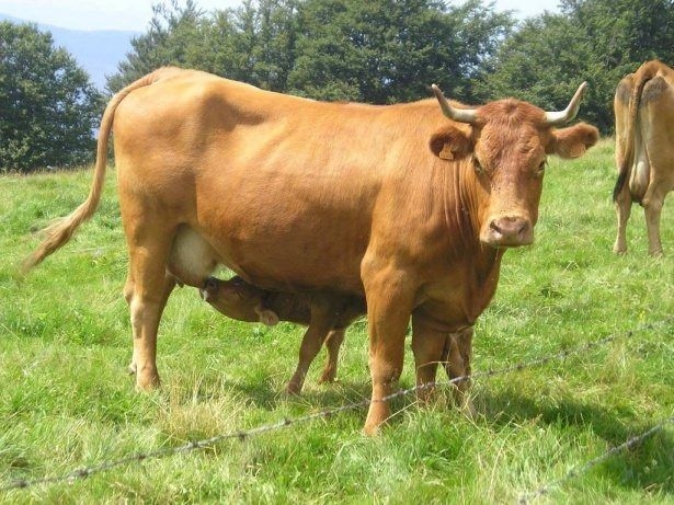 İşte o deyimlerin ilginç hikayeleri 15