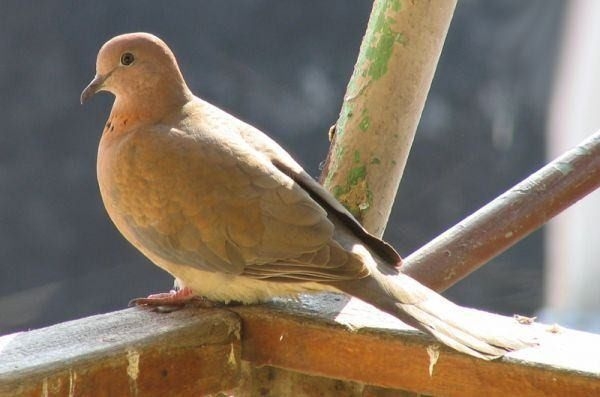 İşte o deyimlerin ilginç hikayeleri 26