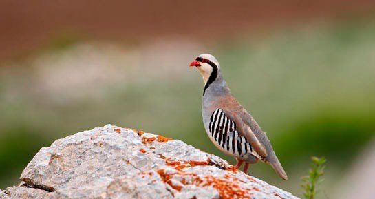 İşte o deyimlerin ilginç hikayeleri 28