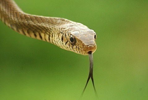 İşte o deyimlerin ilginç hikayeleri 35