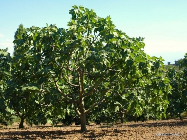 İşte o deyimlerin ilginç hikayeleri 7