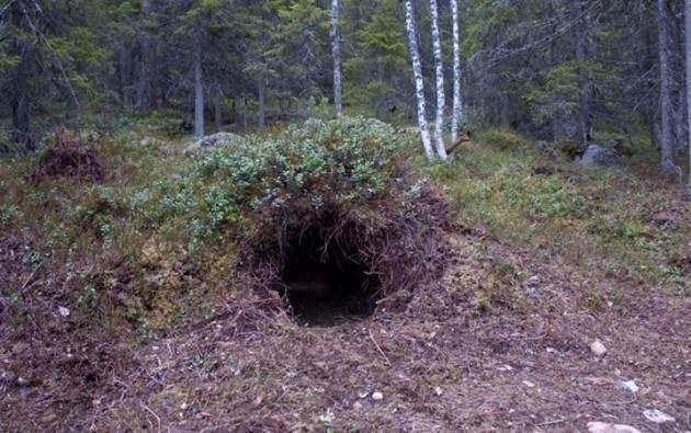 Dünyanın en ilginç ama gerçek bilgileri 15