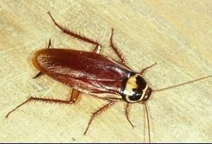 Dünyanın en ilginç ama gerçek bilgileri 22