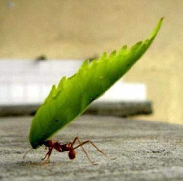 Dünyanın en ilginç ama gerçek bilgileri 23