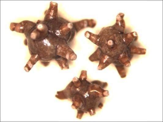 Dünyanın en ilginç ama gerçek bilgileri 31