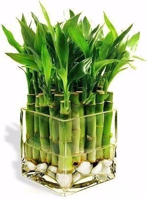 Dünyanın en ilginç ama gerçek bilgileri 45