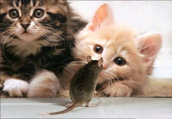 Dünyanın en ilginç ama gerçek bilgileri 52