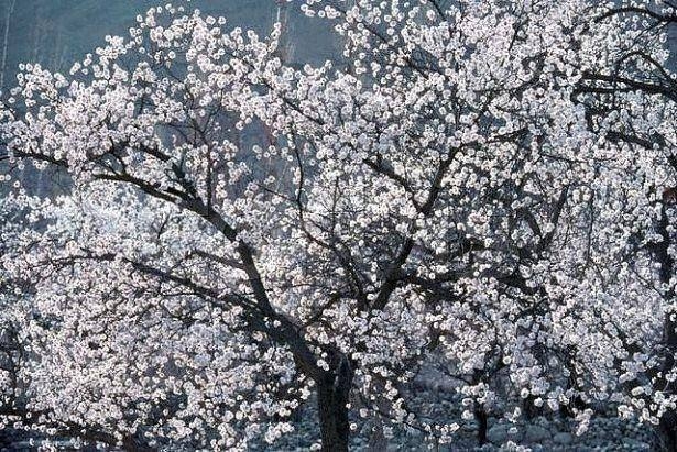 120 yıl yaşıyorlar! Bilim adamları bu Türkleri inceliyor 20