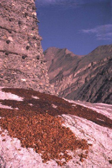 120 yıl yaşıyorlar! Bilim adamları bu Türkleri inceliyor 21