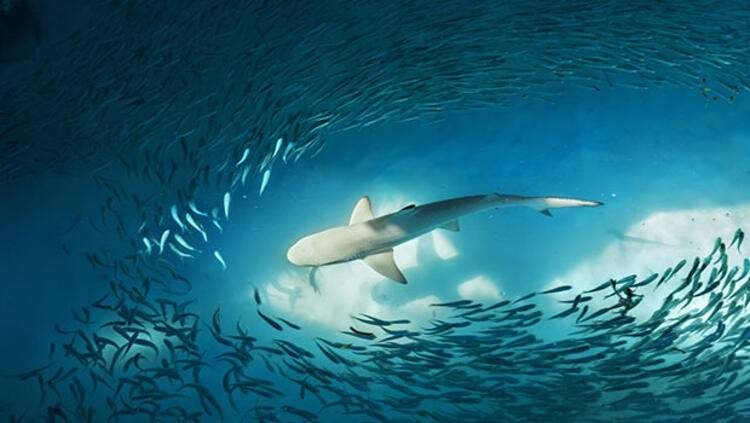 Dünyayı şaşırtan balık! 100 yıldan uzun süredir... 10