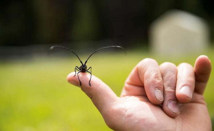 Dünyayı şaşırtan balık! 100 yıldan uzun süredir... 11