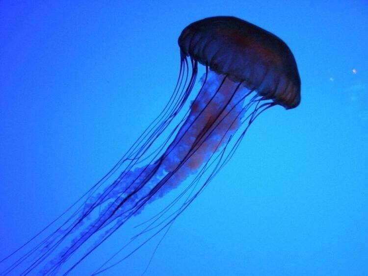 Dünyayı şaşırtan balık! 100 yıldan uzun süredir... 13