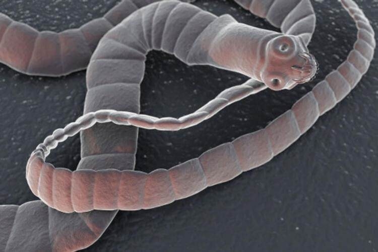 Dünyayı şaşırtan balık! 100 yıldan uzun süredir... 15