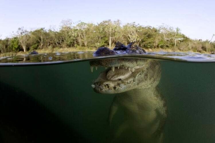 Dünyayı şaşırtan balık! 100 yıldan uzun süredir... 16