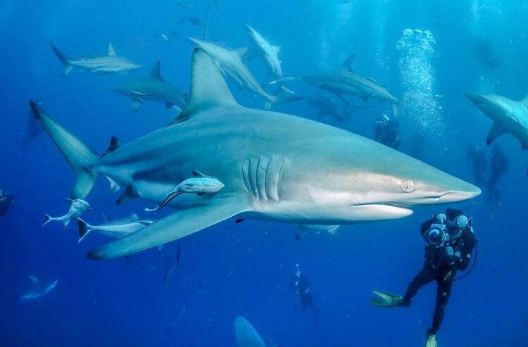 Dünyayı şaşırtan balık! 100 yıldan uzun süredir... 18
