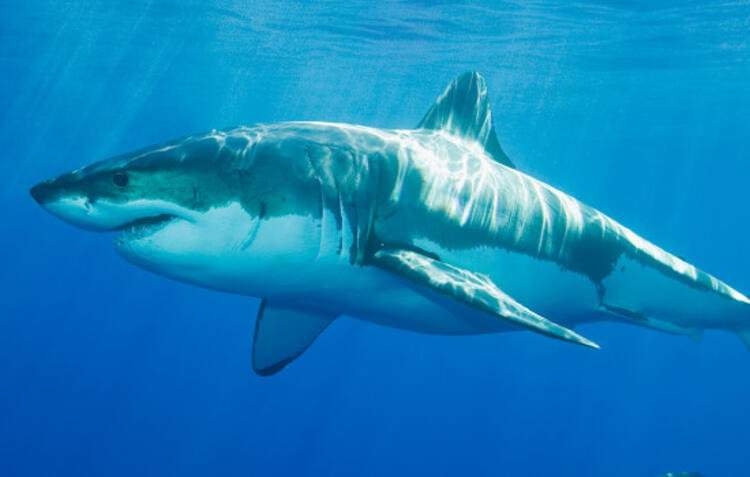 Dünyayı şaşırtan balık! 100 yıldan uzun süredir... 19