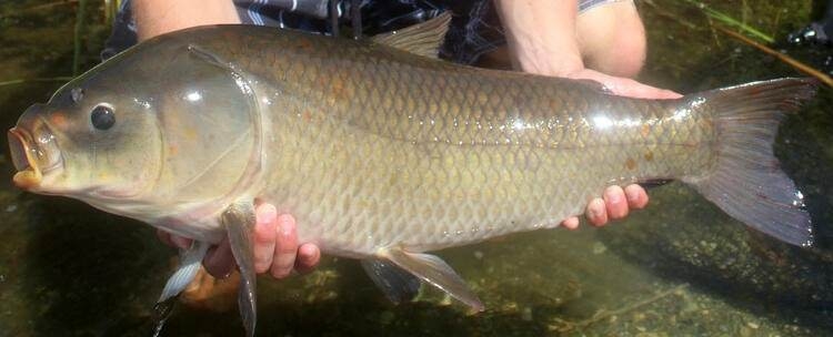 Dünyayı şaşırtan balık! 100 yıldan uzun süredir... 2