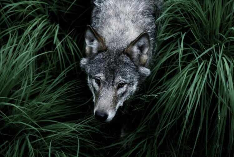 Dünyayı şaşırtan balık! 100 yıldan uzun süredir... 20