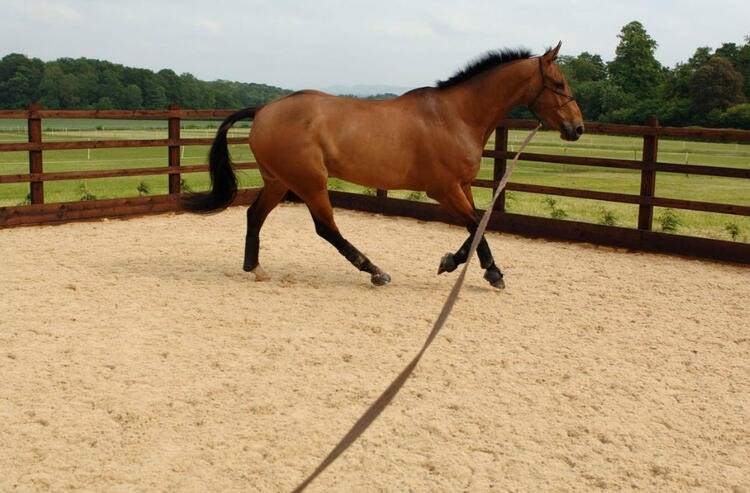 Dünyayı şaşırtan balık! 100 yıldan uzun süredir... 22