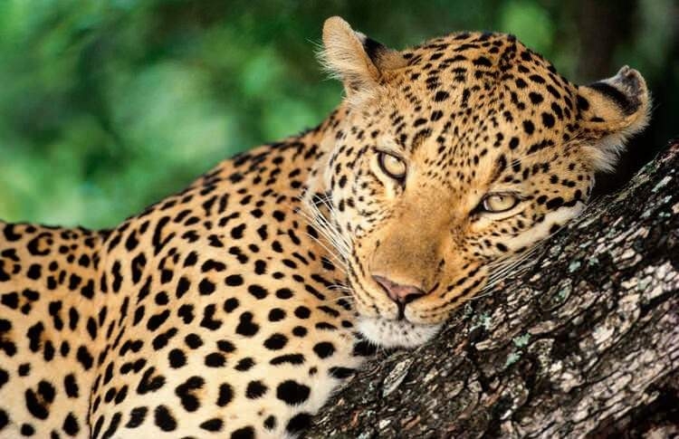 Dünyayı şaşırtan balık! 100 yıldan uzun süredir... 24