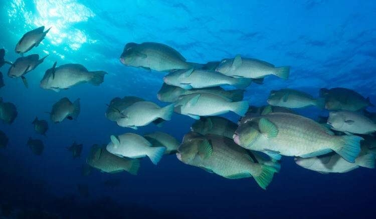 Dünyayı şaşırtan balık! 100 yıldan uzun süredir... 3