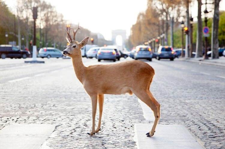 Dünyayı şaşırtan balık! 100 yıldan uzun süredir... 31