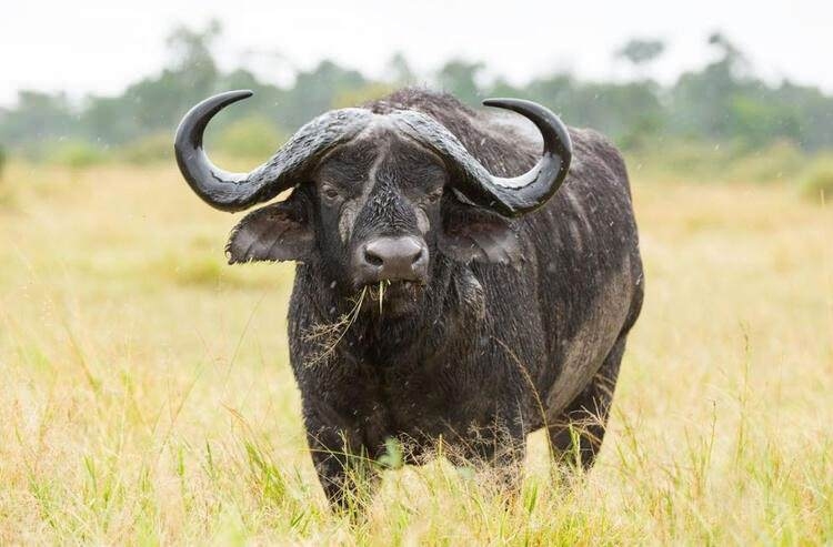 Dünyayı şaşırtan balık! 100 yıldan uzun süredir... 32