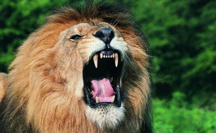 Dünyayı şaşırtan balık! 100 yıldan uzun süredir... 35