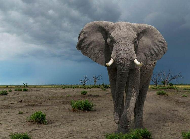 Dünyayı şaşırtan balık! 100 yıldan uzun süredir... 36