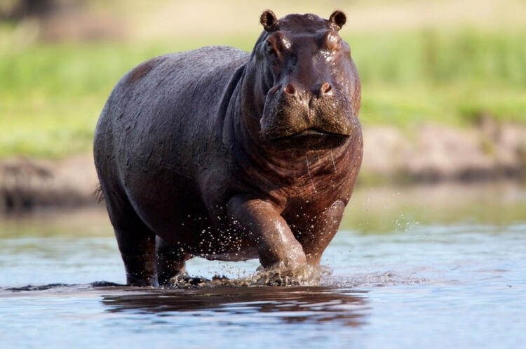 Dünyayı şaşırtan balık! 100 yıldan uzun süredir... 38